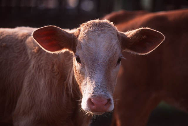 Balloon man claims wife jammed inside cow rectum