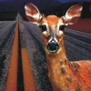 Deer caught in headlights, unable to move