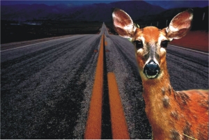 Deer caught in headlights, unable to move