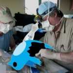Twitter Bird Falls Victim to Oil Spill
