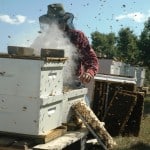 FBI Nabs Bees for Honey Mastermind