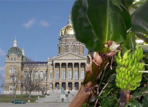 Iowa's Newest Crop