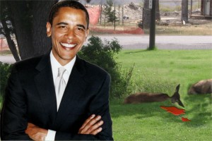 Elk Downed by President