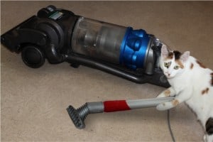 Image result for cat vacuum