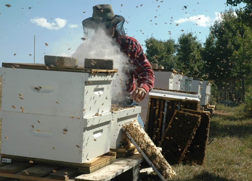 FBI Nabs Bees for Honey Mastermind