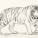 Tiger drawing