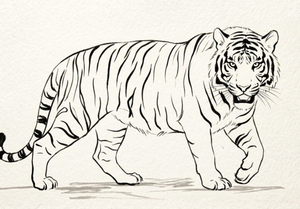 Tiger drawing